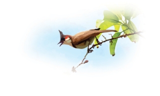 Bộ cánh mới của chào mào